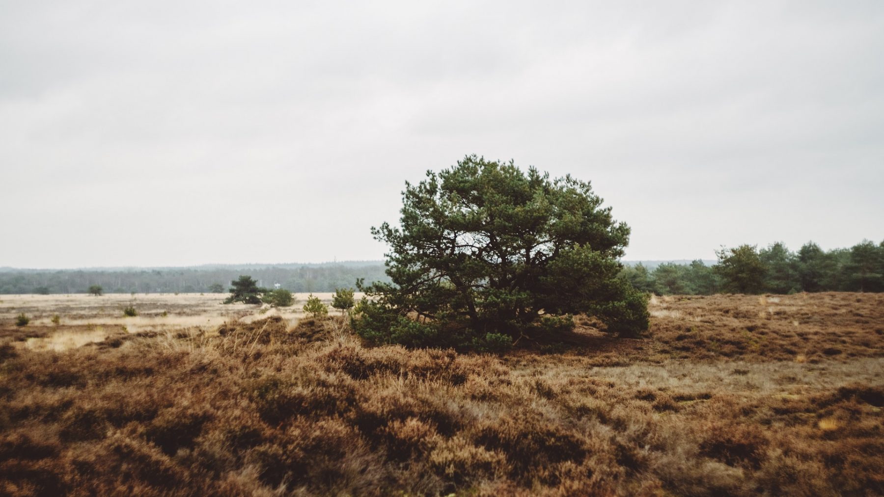 natuur in nederland staat er slechter voor dan ooit