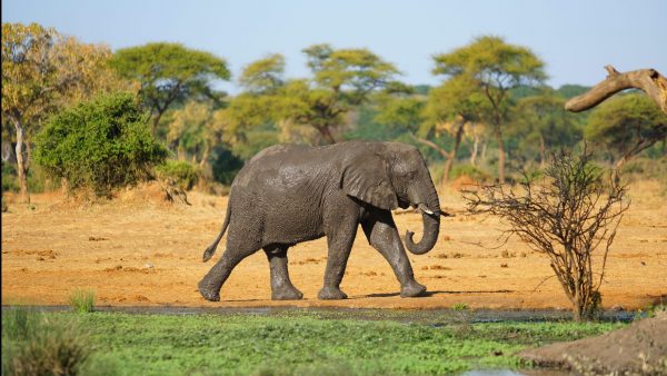 Botswana olifanten
