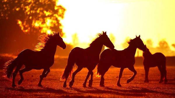 Paarden overleden door stalbrand in Heerlen Limburg