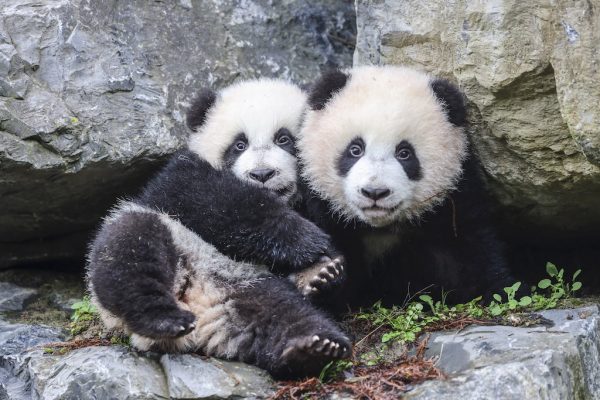 De Belgische pandatweeling voor het eerst naar buiten en wij smelten weg