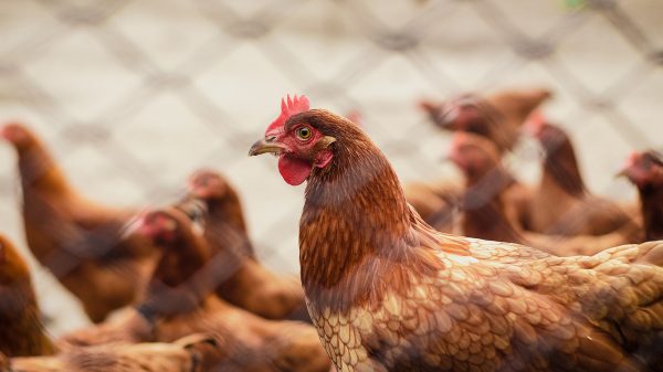 Ophokplicht voor pluimvee door vogelgriep in Duitsland