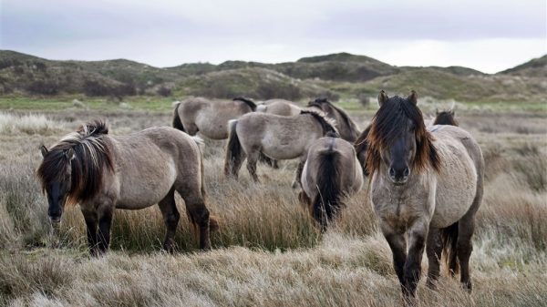 Konikpaarden op Texel