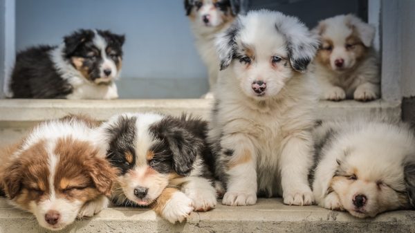 dertien-hondjes-geelektrocuteerd-door-storm-dudley