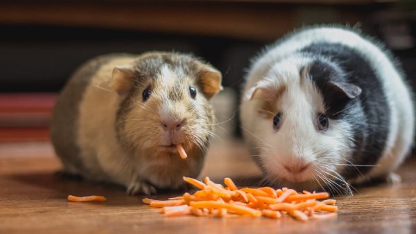 dierenbescherming roept op om op valentijndsdag ook aan je huisdieren te denken