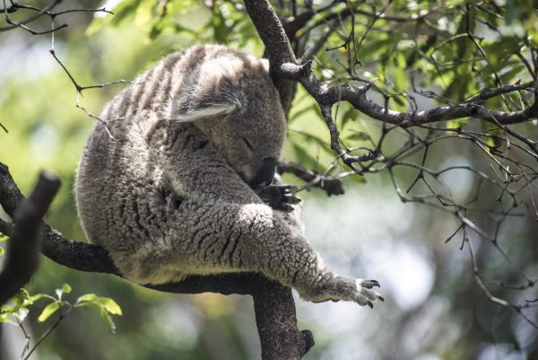 koalas-australie-hulptroepen-lief