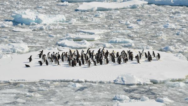 Record: voor eerst warmer dan 20 graden op de zuidpool