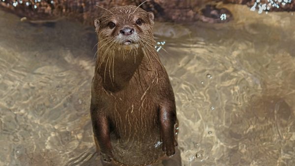 Natuurmonumenten spot jonge otter met plastic zwerfafval om nek