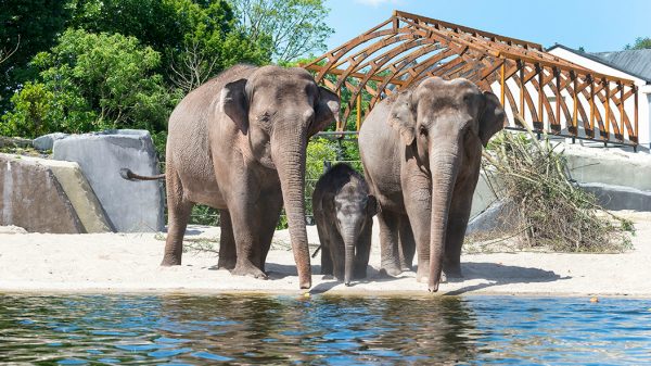 Artis in blijde verwachting van een babyolifant