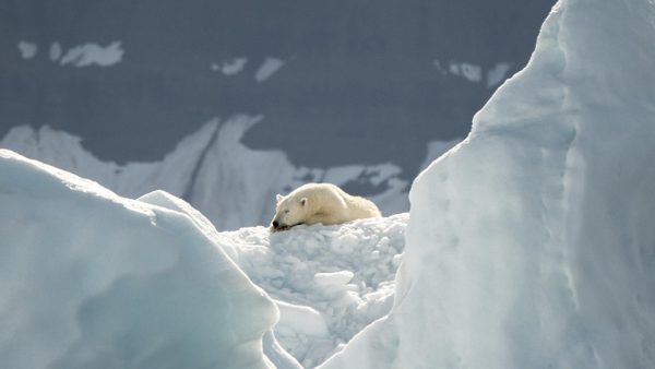 ijsberen de dupe van klimaatverandering