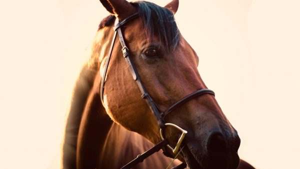 paard-in-de-gang-crematie-uden