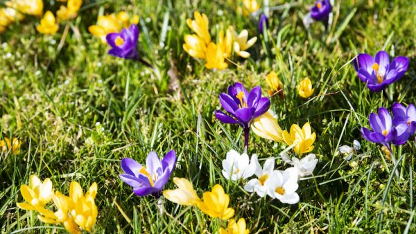 Wederom geen wanten en thermobroek: zevende winter zonder strenge vorst
