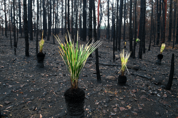 bosbranden onder controle in New South Wales, australie