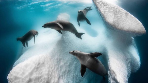 Diep in de zee: deze fotografen wonnen Beste Onderwaterfoto-prijzen