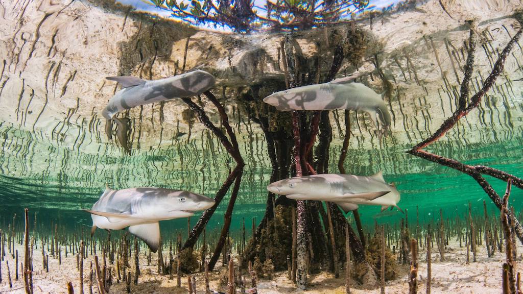 Diep in de zee: deze fotografen wonnen Beste Onderwaterfoto-prijzen