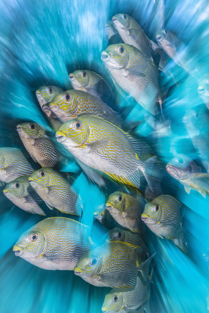 Diep in de zee: deze fotografen wonnen Beste Onderwaterfoto-prijzen