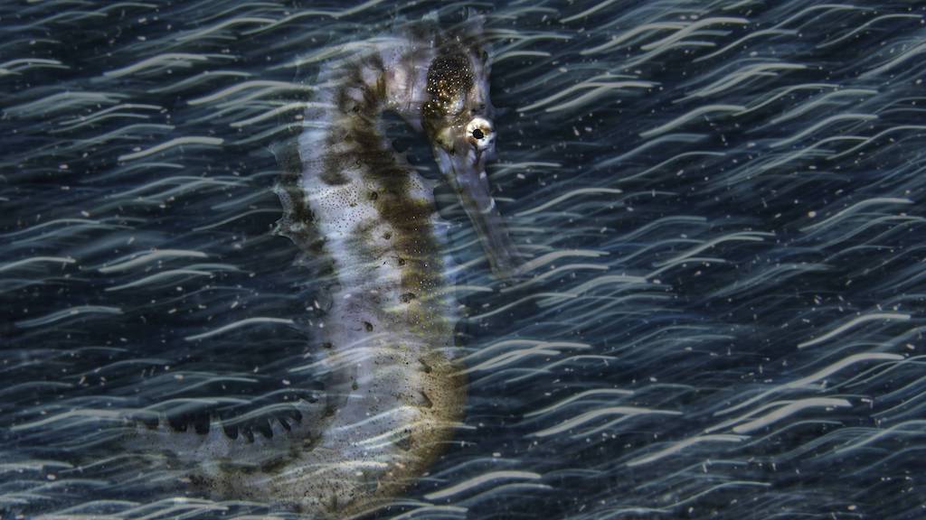 Diep in de zee: deze fotografen wonnen Beste Onderwaterfoto-prijzen