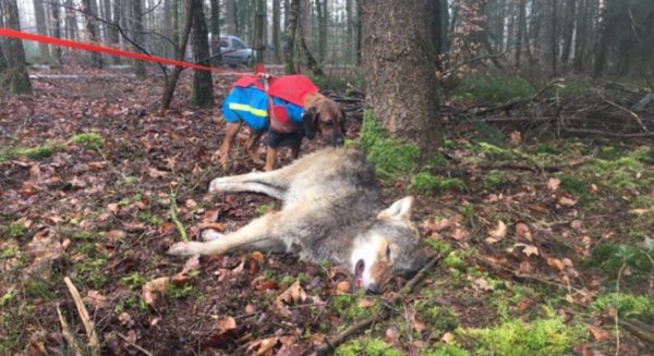 wolf dood aanrijding epe bos