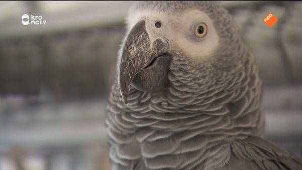 de rijdende rechter papegaai