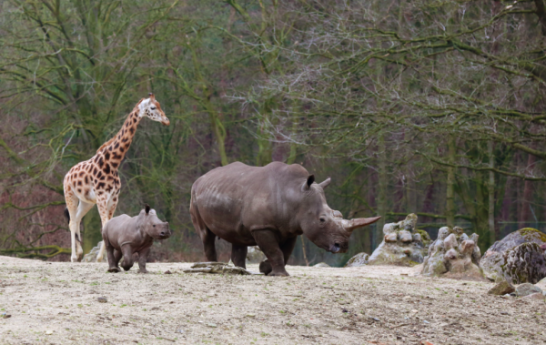 Neushoorntje ontmoet overige dierlijke bewoners Burgers' Zoo