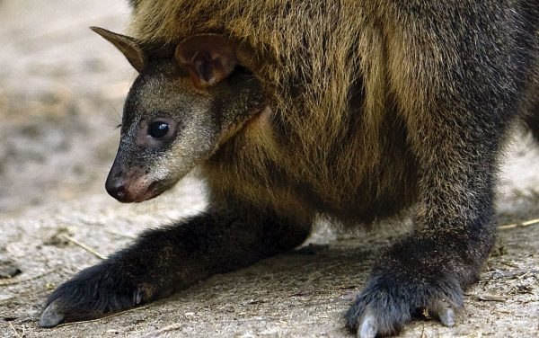 moeraswallaby's zijn altijd zwanger en hebben twee baarmoeders