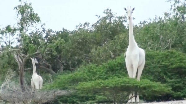 Witte giraffes