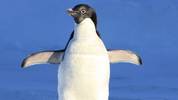 In dit aquarium waggelen in corona-tijd geen bezoekers maar... pinguïns