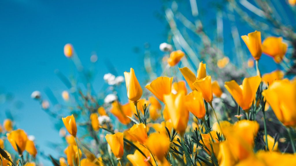 weerbericht komende dagen lenteweer balkon tuin zon