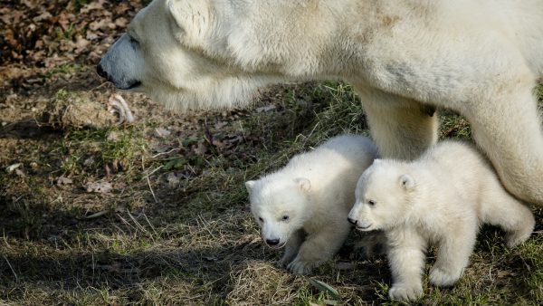 ijsbeertweeling ouwehands dierenpark buiten