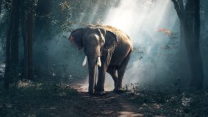 Thumbnail voor Whiskey in je slurf: foto van straalbezopen olifanten gaat viral