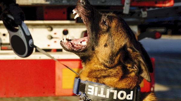 Politie onderzoekt dierenleed bij hondentrainingen