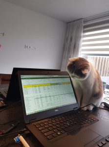 Kat bij laptop