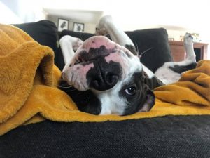 hond ondersteboven op bank