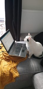 Kat bij laptop