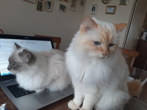 twee katten op laptop