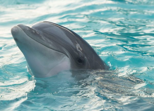Dolfijn gespot in haven van Harlingen, natuurorganisatie: 'Kom niet zelf kijken'