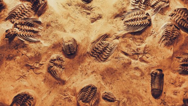 fossiel-mens-555-miljoen-jaar-geleden