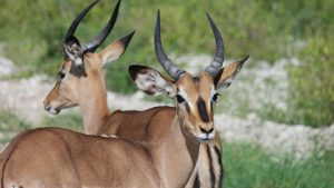 Tien antilopes omgekomen door brand in Safaripark Beekse Bergen