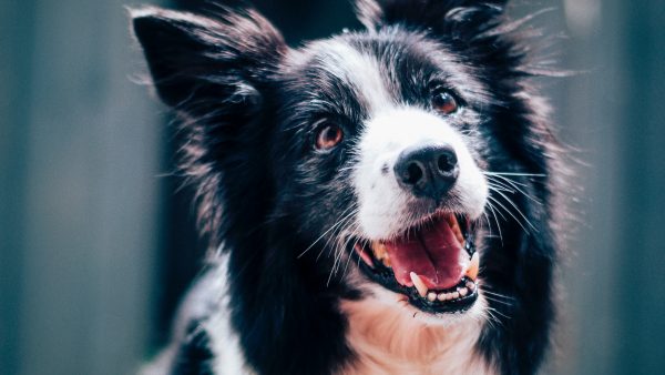 Deze hond ziet zichzelf terug op tv en is dolenthousiast
