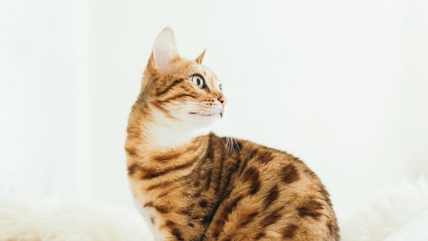 Belgische kat besmet met corona: 'Geen indicaties dat dit vaak voorkomt'