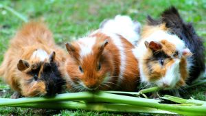 Thumbnail voor Dierenpolitie vindt 55 dode cavia's in schuur in West-Friesland