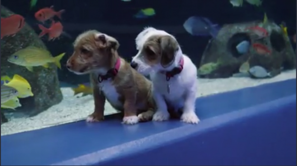 Schattiger krijg je het vandaag niet: puppy's op avontuur in aquarium