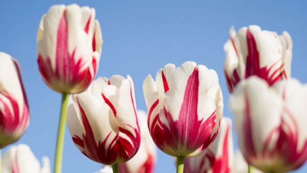 Weekend met felle buien verwacht, maar óók aangename temperaturen