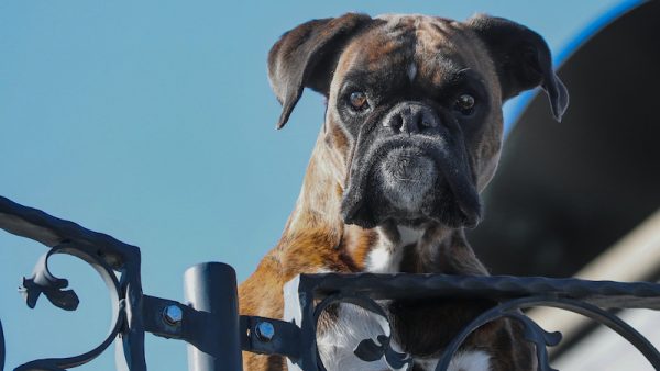 Héél schattig: deze Boxerhond bezorgt wijn bij klanten tijdens crisis