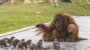 Thumbnail voor Geen broodje aap: orang-oetans in Belgische dierentuin spelen met... otters