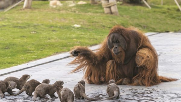 Ontroerend: orang-oetans in Belgische dierentuin spelen met otters
