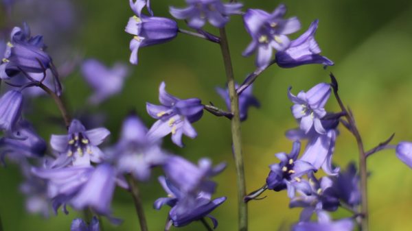 Sprookjesachtig bloementapijt in Belgisch bos