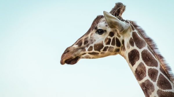 GaiaZOO dierentuin livestream
