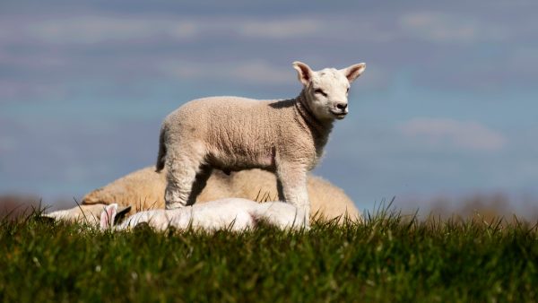 Dartelend lammetje veroorzaakt enorme file op A27