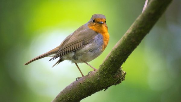 vogelbescherming