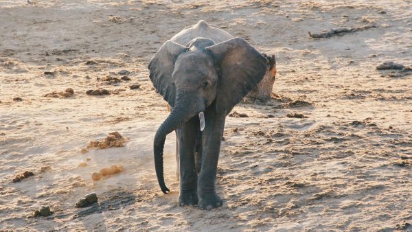 Dierenparkdrama: olifant Yunha overlijdt voor webcam aan herpesinfectie